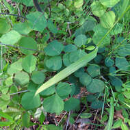 Sivun Desmodium rotundifolium (Michx.) DC. kuva