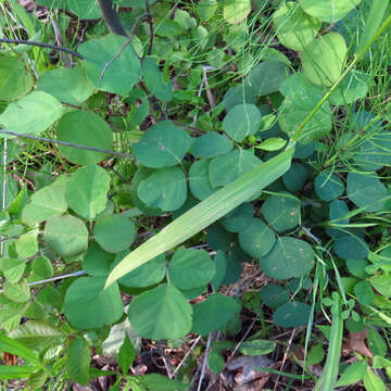 Sivun Desmodium rotundifolium (Michx.) DC. kuva