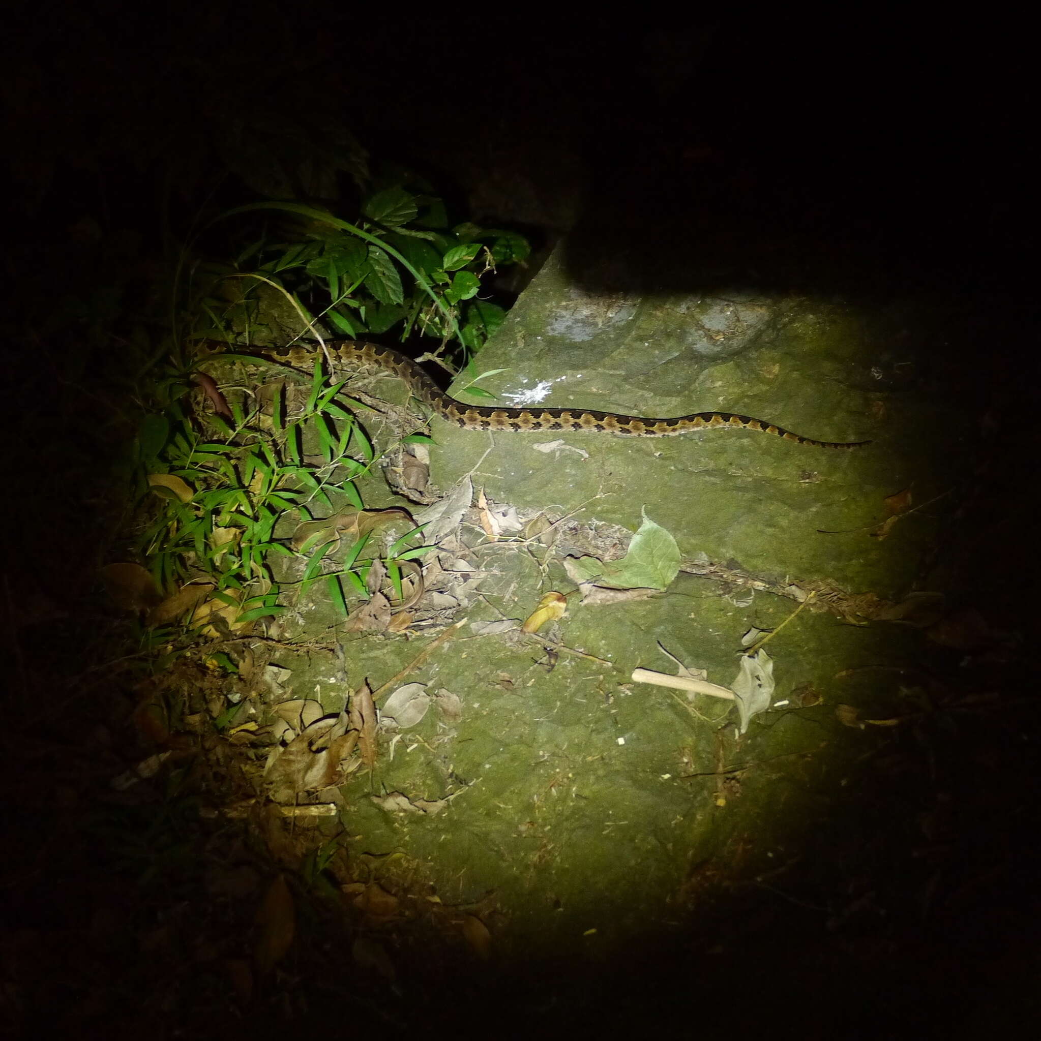 Plancia ëd Protobothrops mucrosquamatus (Cantor 1839)