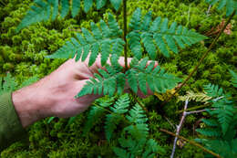 Sivun Dryopteris boottii (Tuckerm.) Underw. kuva