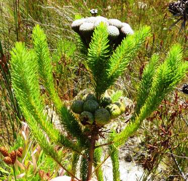 Image of Berzelia albiflora (E. Phillips) Class.-Bockh. & E. G. H. Oliv.