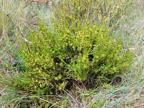 Image of Thesium cupressoides A. W. Hill