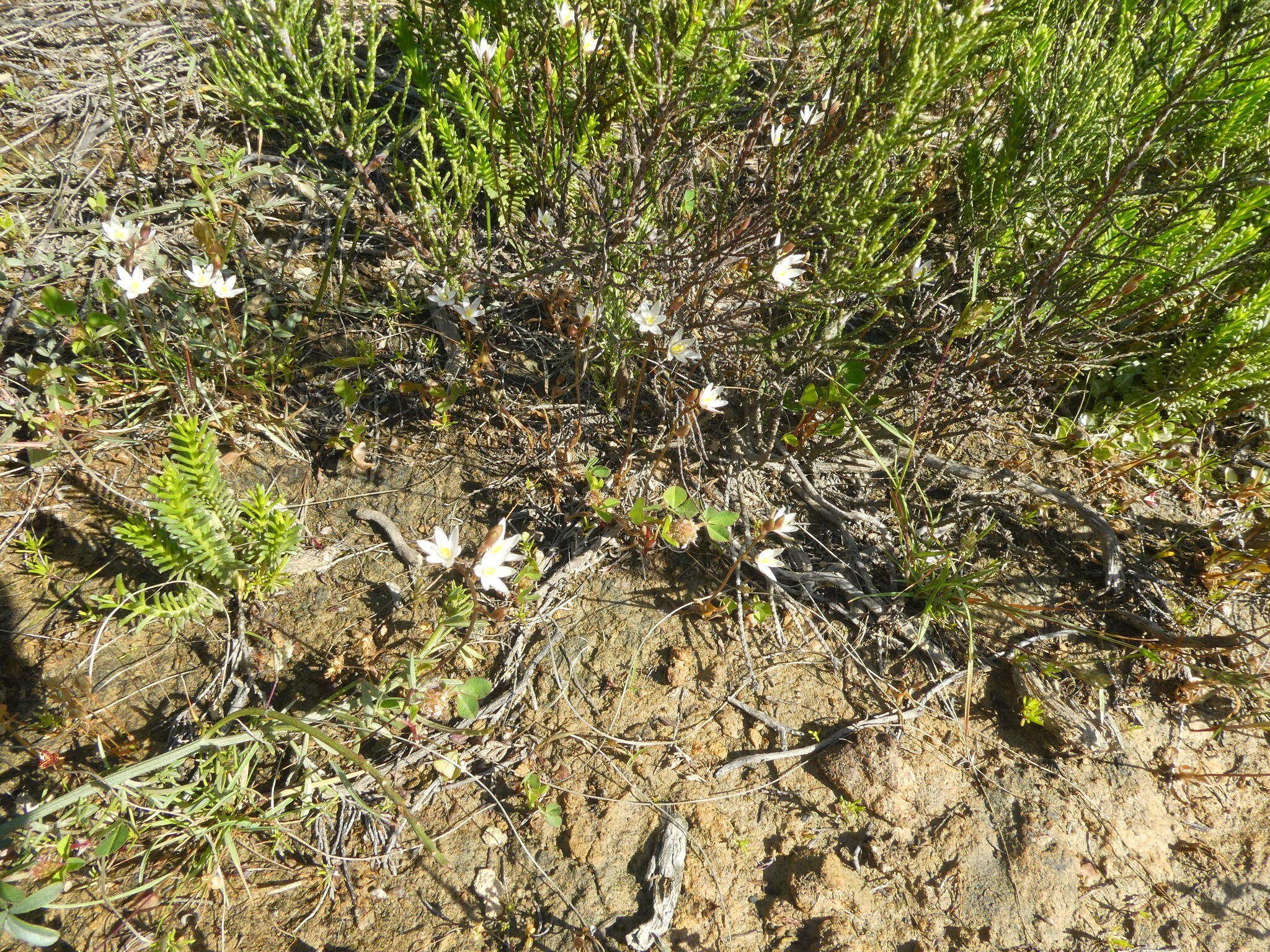 Imagem de Ornithogalum pilosum L. fil.