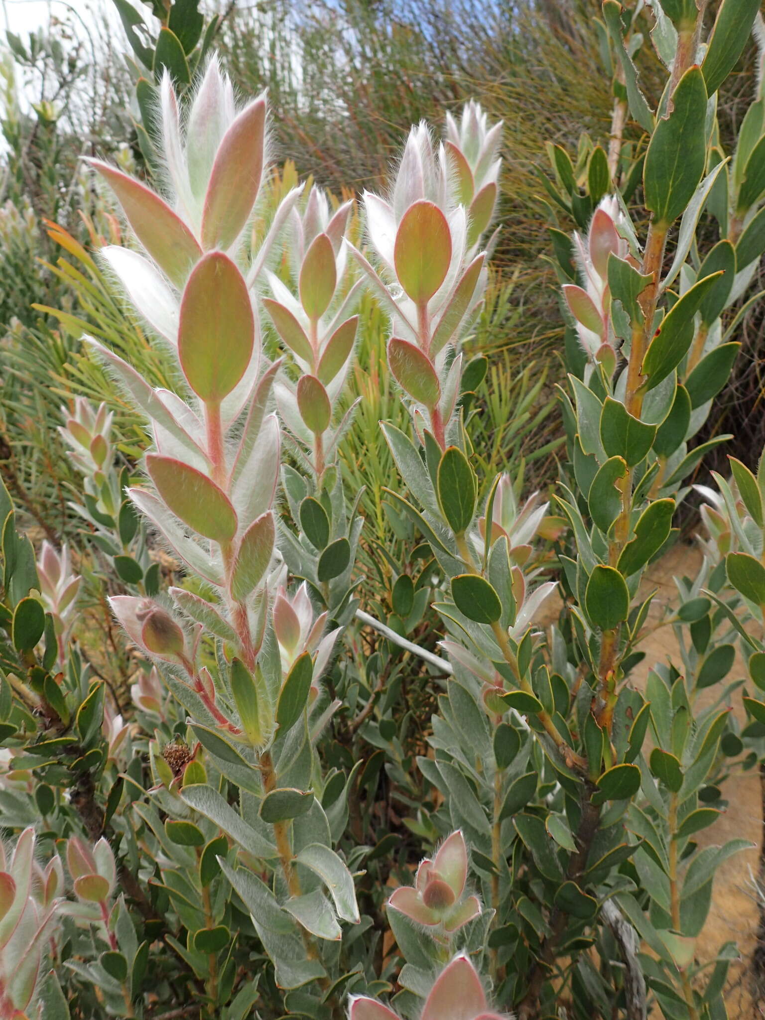 Image of Leucadendron nervosum Phillips & Hutchinson