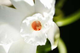 Imagem de Vanilla phalaenopsis Rchb. fil. ex Van Houtte