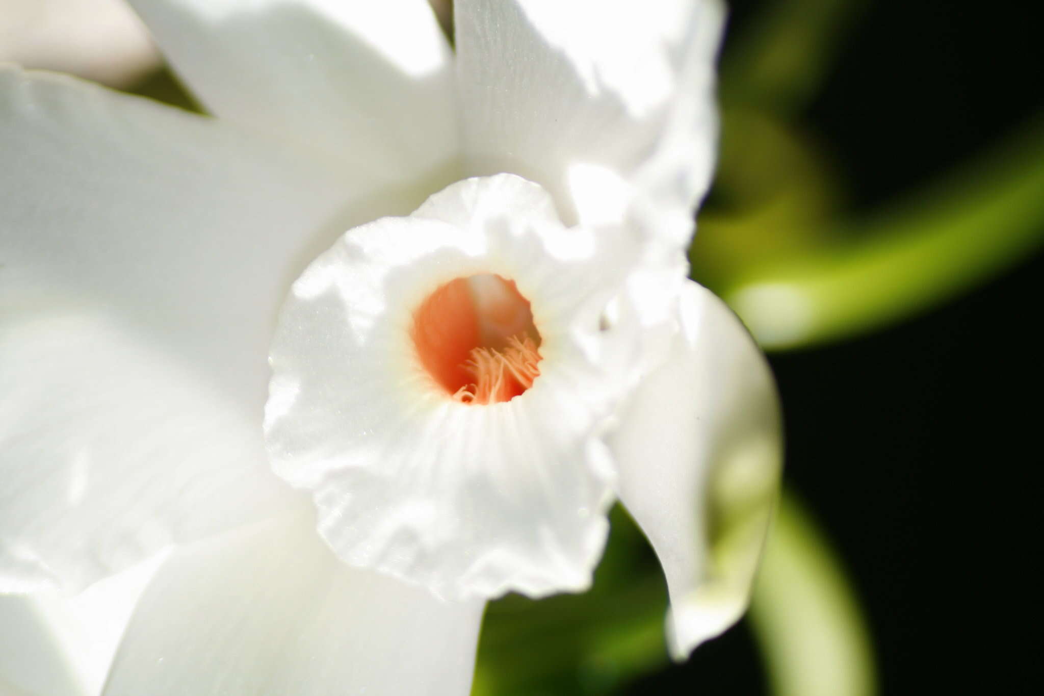 Image of Vanilla phalaenopsis Rchb. fil. ex Van Houtte