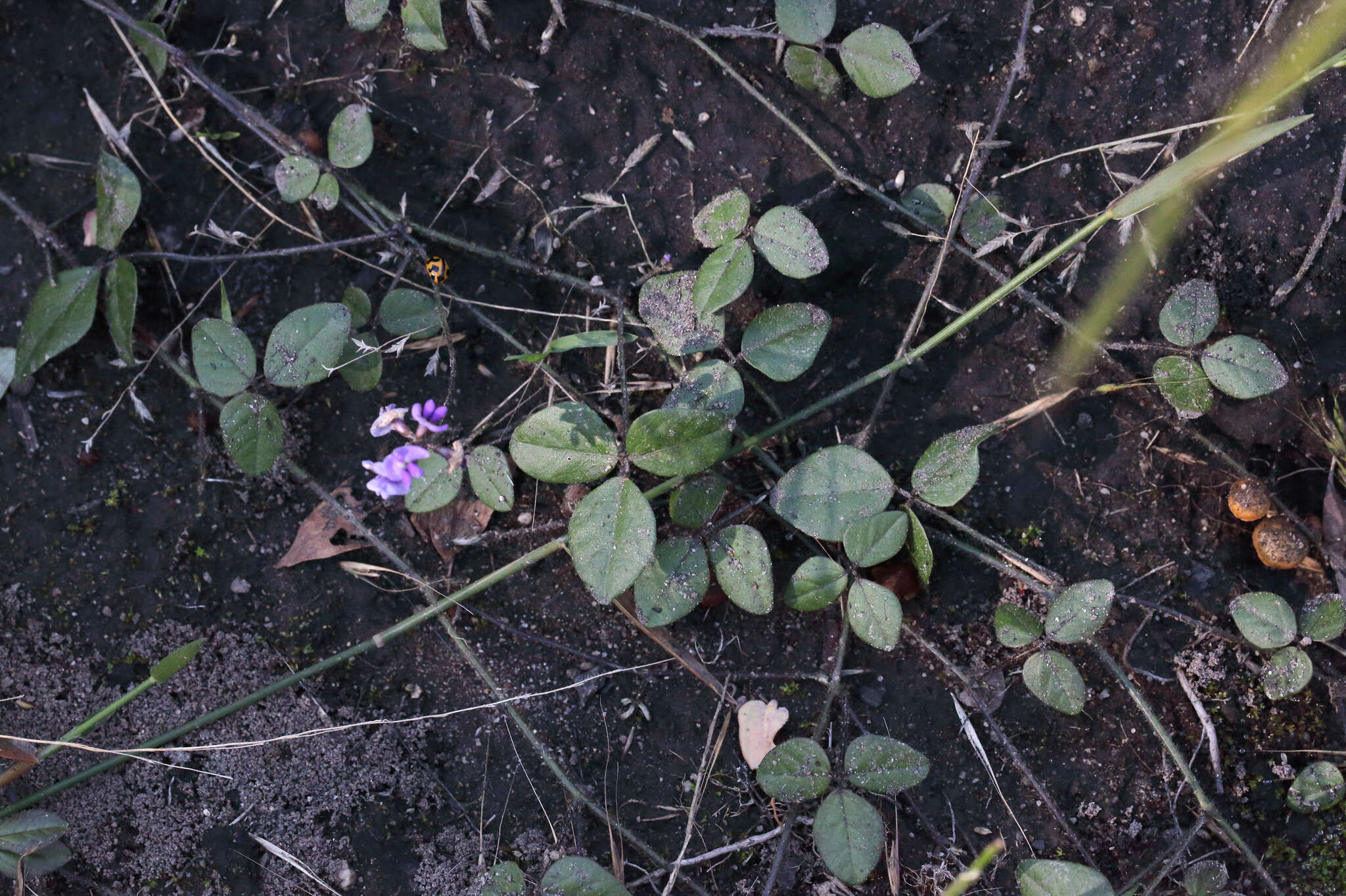 Image of Glycine latifolia (Benth.) C. A. Newell & Hymowitz