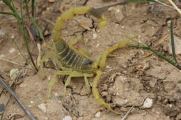 صورة Leiurus hebraeus (Birula 1908)