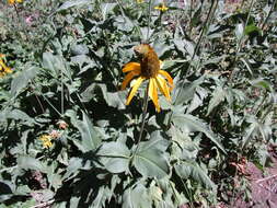 Rudbeckia californica A. Gray的圖片