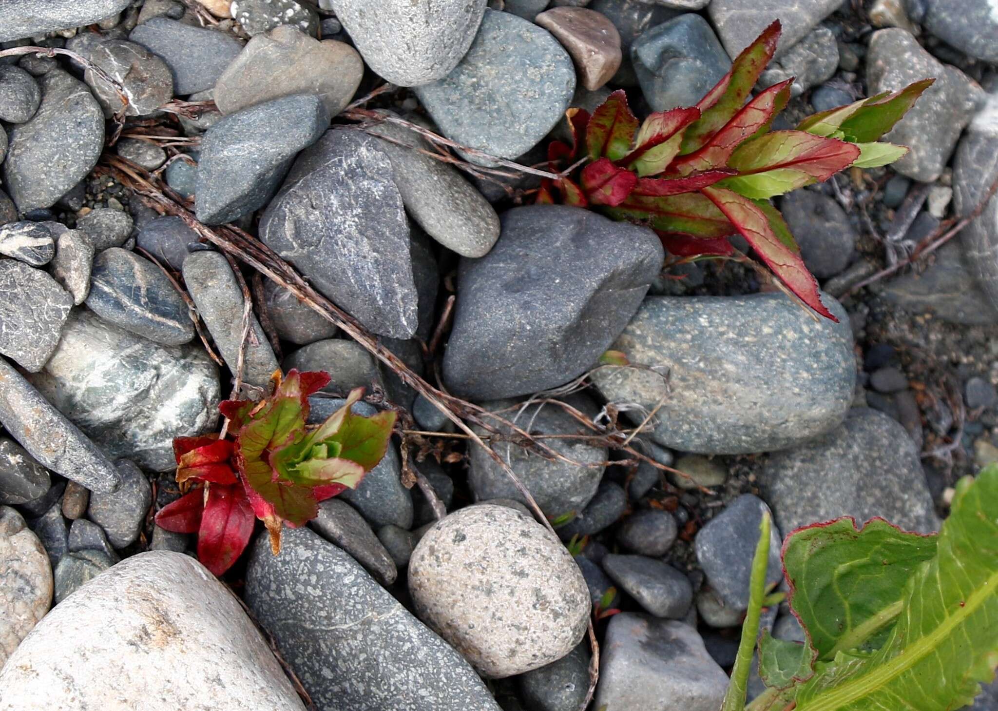 Imagem de Epilobium ciliatum subsp. glandulosum (Lehm.) P. C. Hoch & P. H. Raven