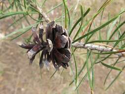 Image of jack pine