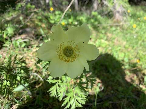 Image of alpine anemone