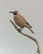 Image of Biddulph's Ground Jay