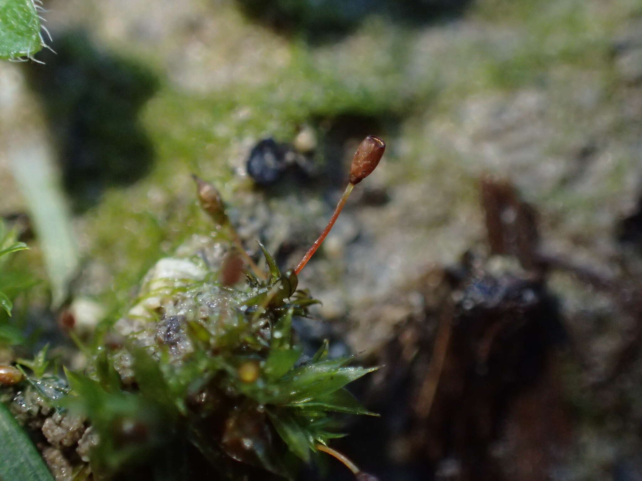 Image of Microbryum davallianum Zander 1993