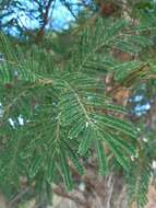 Image of Vachellia sieberiana (DC.) Kyal. & Boatwr.