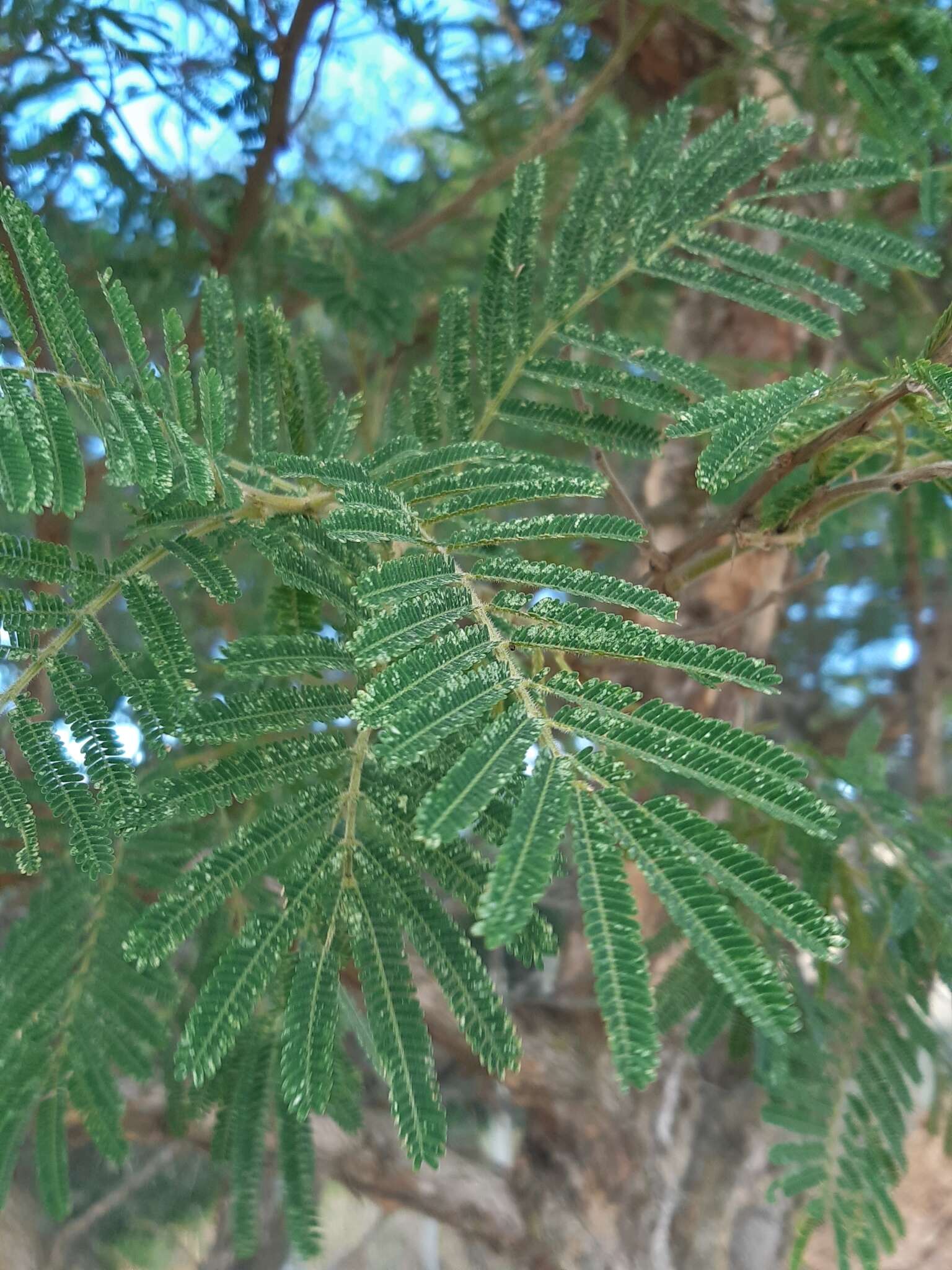 Image of Vachellia sieberiana (DC.) Kyal. & Boatwr.