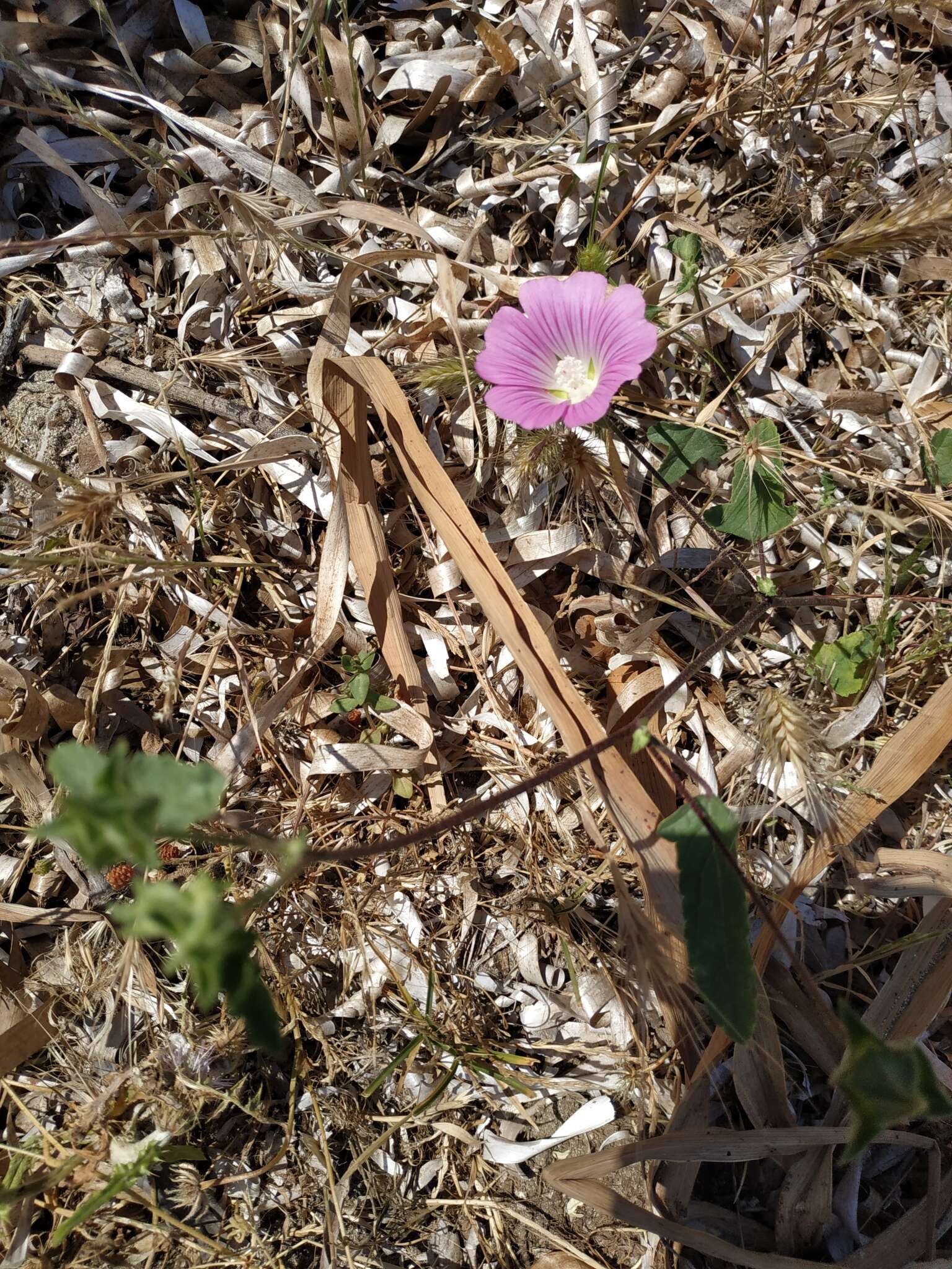 Image of Malva punctata (All.) Alef.