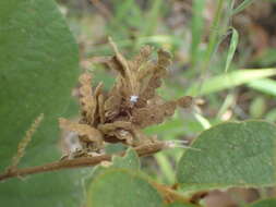 Image of Polhillides velutina