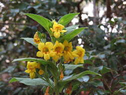 Image of Hemichaena fruticosa Benth.