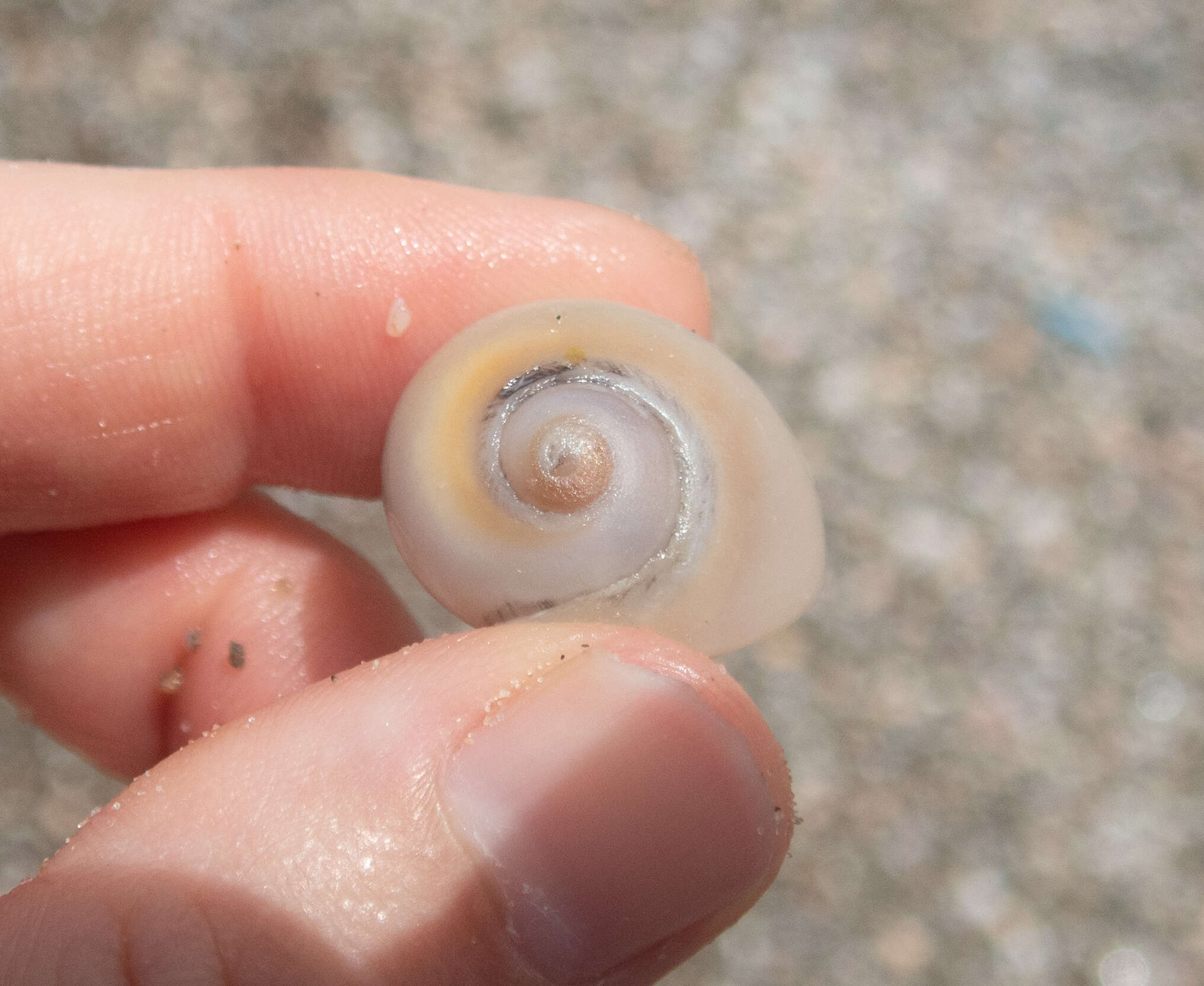 Image of Josephine's moonsnail