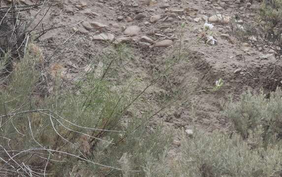 Image of cliff desertdandelion