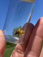 Image of Andrena erythrogaster (Ashmead 1890)