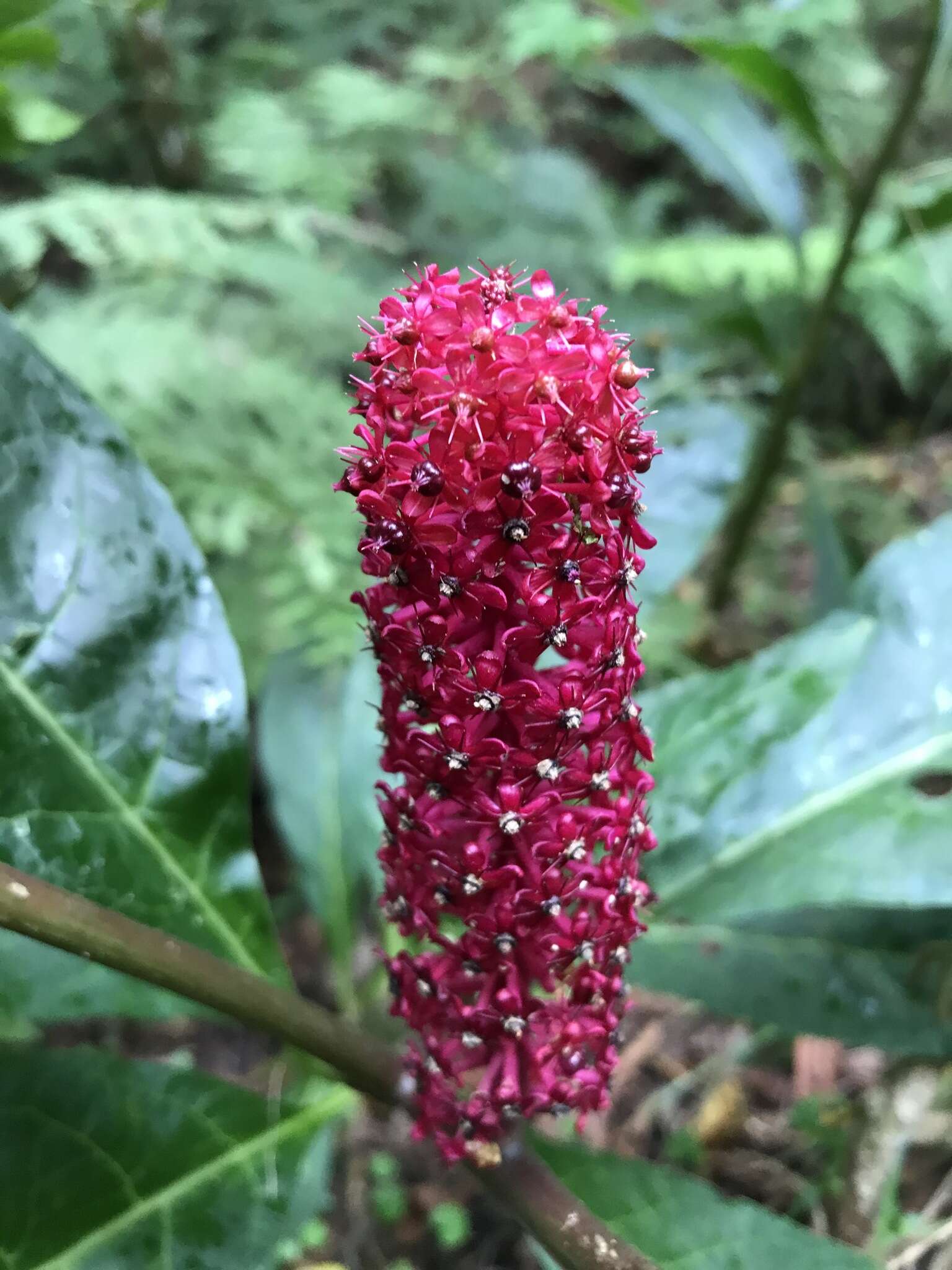 Image of Phytolacca japonica Makino