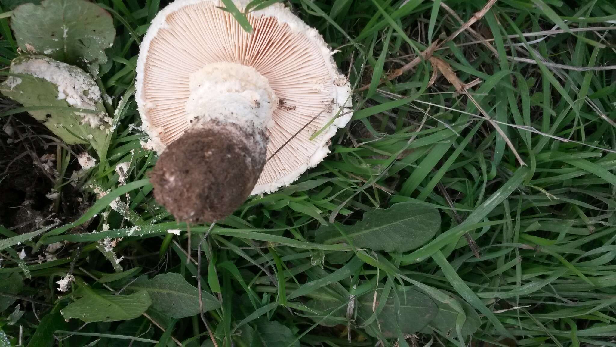 Image of Saproamanita foetidissima (D. A. Reid & Eicker) Redhead, Vizzini, Drehmel & Contu 2016