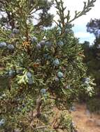 Imagem de Juniperus occidentalis Hook.