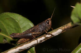 Image of Amblytropidia robusta Bruner & L. 1906