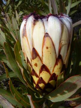 Image de Protea neriifolia R. Br.