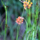 Image of fewflower milkweed