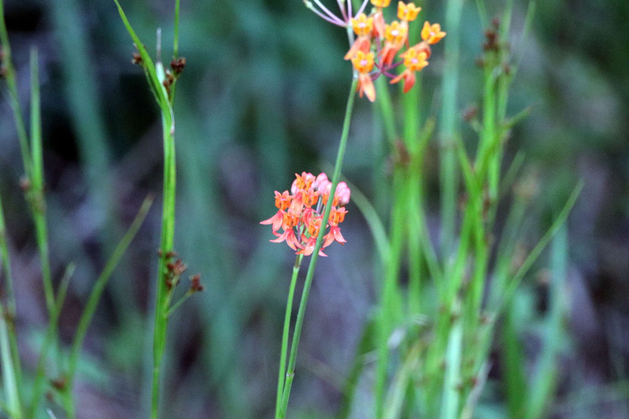 Image of fewflower milkweed