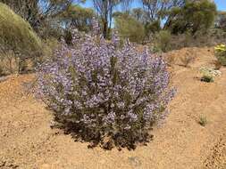 Image of Cyanostegia