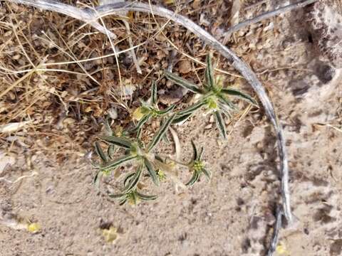 Image of California silverbush