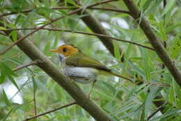 Image of Rufous-faced Warbler