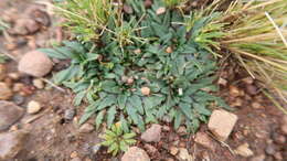 Plantago tubulosa Decne. resmi