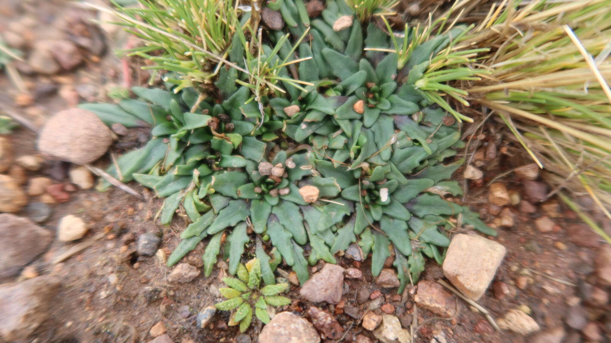 Plancia ëd Plantago tubulosa Decne.