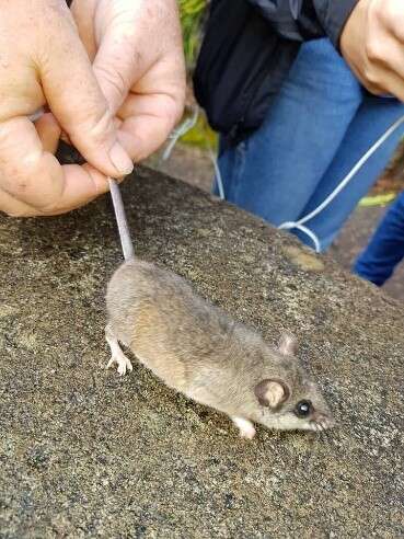 Imagem de Peromyscus mexicanus (Saussure 1860)