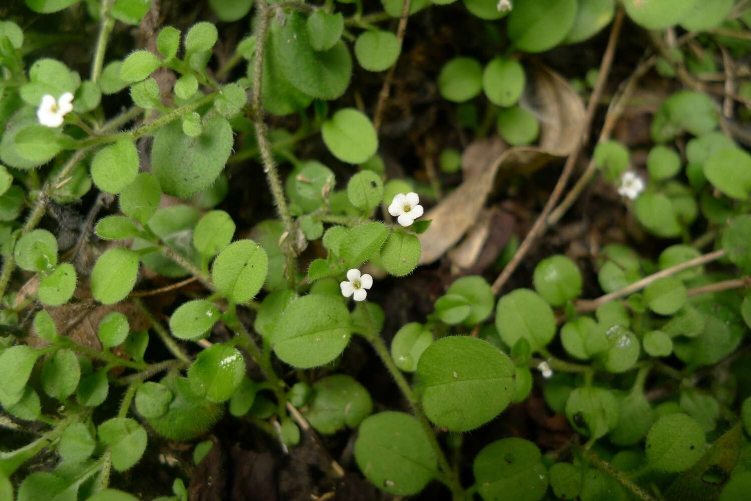 Imagem de Myosotis spathulata Forst. fil.