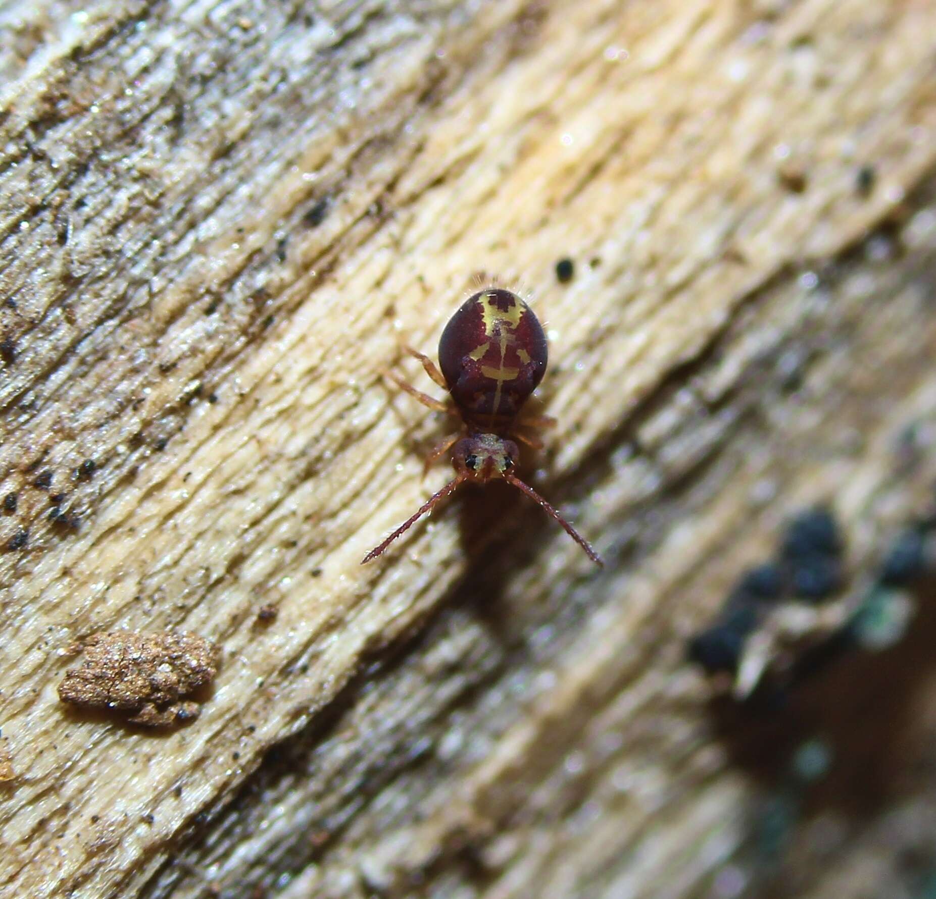 Image of Dicyrtomina minuta (Fabricius O 1783)