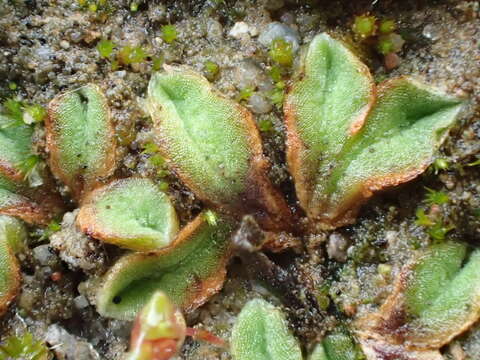 Image of Riccia campbelliana M. Howe