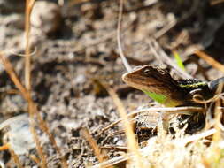 Image of Diploderma yulongense (Manthey, Denzer, Hou & Wang 2012)