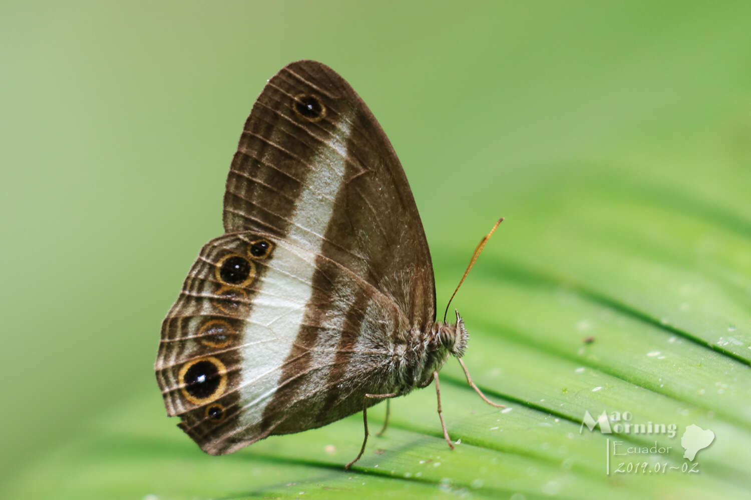 Imagem de Euptychoides albofasciata Hewitson 1869