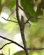 Image of Cuban Twig Anole