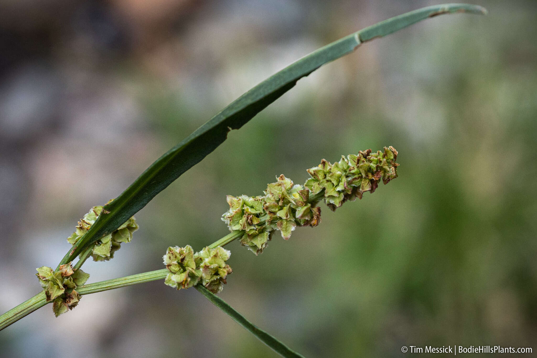 Rumex californicus Rech. fil. resmi