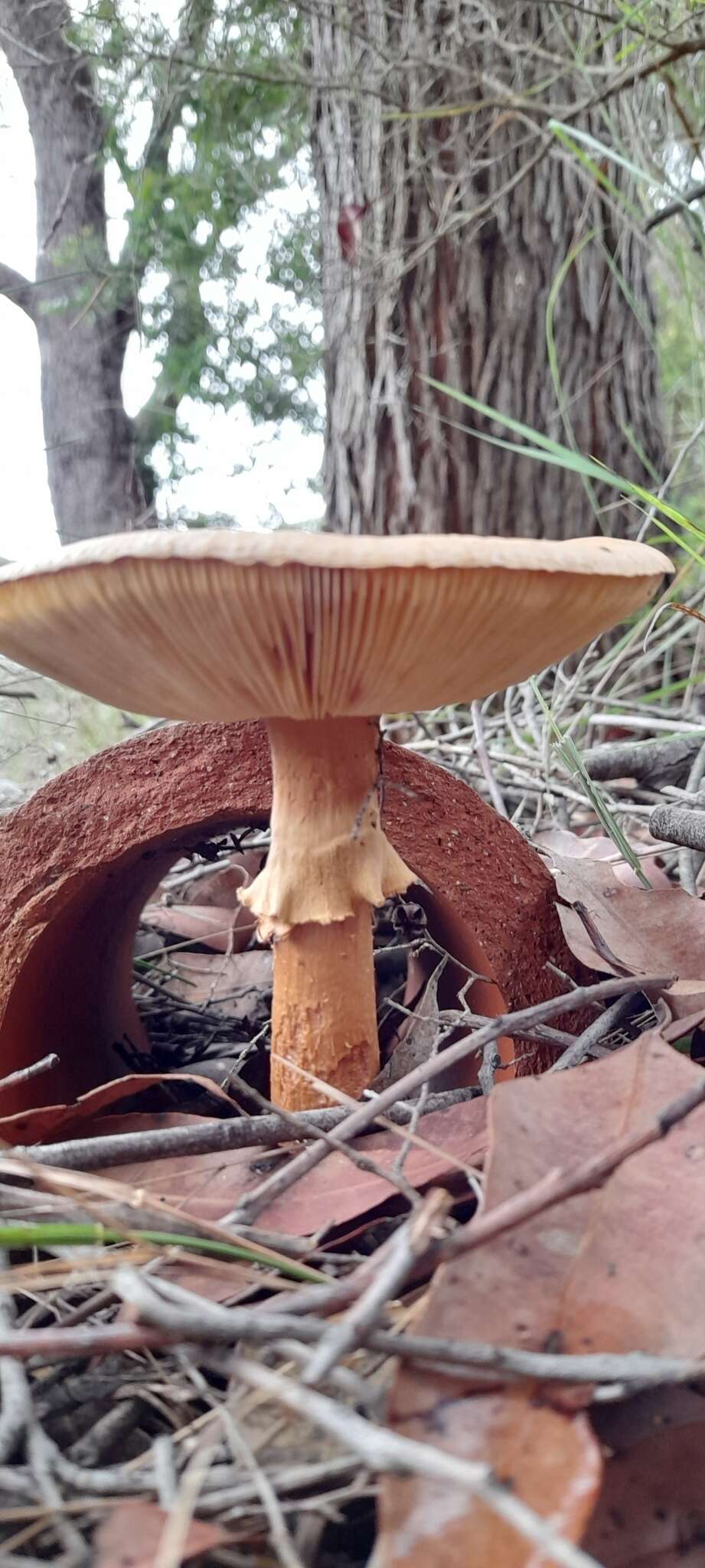 Image of Amanita ochrophylla (Cooke & Massee) Cleland 1924