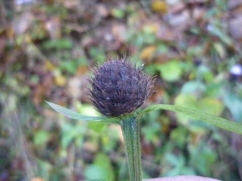 Image of Centaurea phrygia subsp. phrygia