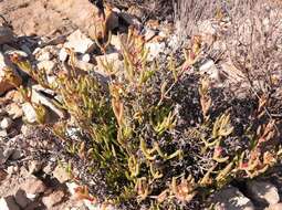 Image of Stayneria neilii (L. Bol.) L. Bol.