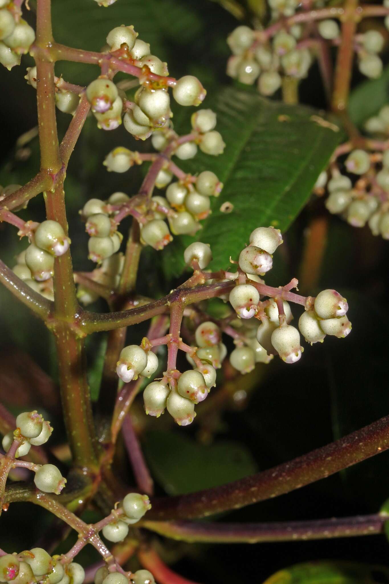 Image of Miconia tonduzii Cogn.